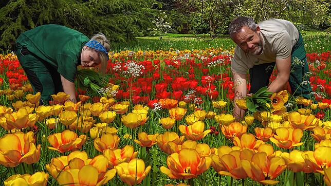 Gärtnerin Lena Leisinger und Gärtnermeister Stefan Reisch in der Tulpenwiese beim Schwedenturm auf der Insel Mainau.