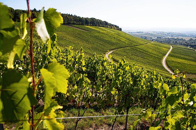Während der Tour durch idyllische Weinberge lassen sich nicht nur atemberaubende Ausblicke genießen, sondern auch die Vielfalt ...