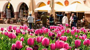 Tulpen blühen auf dem Marktplatz in Freudenstadt vor Beginn der Gartenschau, die die Kommune gemeinsam mit Freudenstadt ausrichtet.