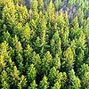 Wird unser Wald auch im Jahr 2100 noch so aussehen? Das Symbolbild zeigt ein Waldgebiet, bestehend aus Fichten, aus der Vogelperspektive.