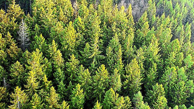 Wird unser Wald auch im Jahr 2100 noch so aussehen? Das Symbolbild zeigt ein Waldgebiet, bestehend aus Fichten, aus der Vogelperspektive.