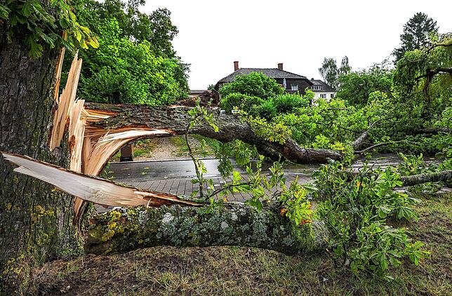 Bild 5: Umgestürzte Bäume sorgen für viel Arbeit für alle: Die Bilder nach dem Unwetter aus Radolfzell
