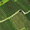 Die Rebflächen von Hagnau. Wie eine Fieberkurve steigen in der Klimakrise die Temperaturen, was dem Wein aber zugute kommt.