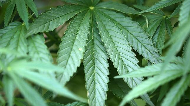 Eine Cannabis-Pflanze (Symbolbild).