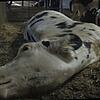 Das Bild einer kranken Kuh ist laut des Tierschutzvereins &bdquo;Soko Tierschutz&ldquo; in dem Stall in Bad Grönenbach entstanden. Der ...