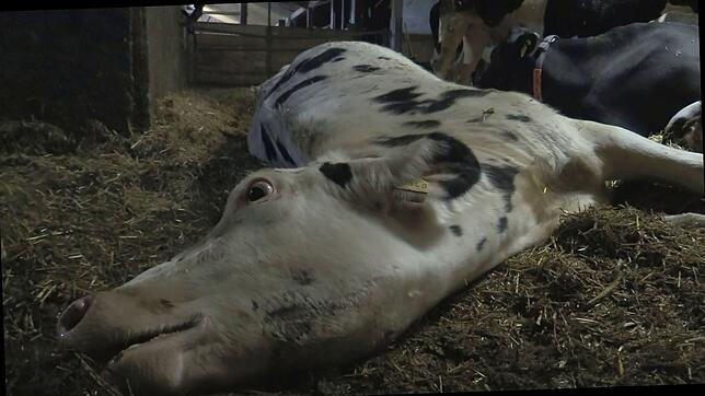 Das Bild einer kranken Kuh ist laut des Tierschutzvereins &bdquo;Soko Tierschutz&ldquo; in dem Stall in Bad Grönenbach entstanden. Der ...