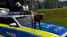Zwei Ziegen machen es sich in Wiechs bei Schopfheim auf einem Auto bequem.