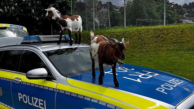 Zwei Ziegen machen es sich in Wiechs bei Schopfheim auf einem Auto bequem.