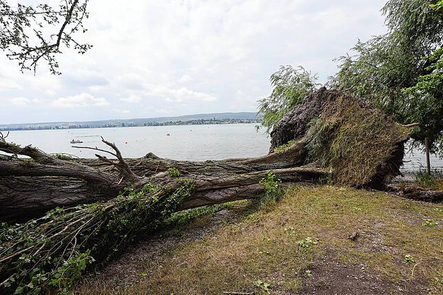 Die umgestürzte Pappel am Ufer des Campingplatzes.