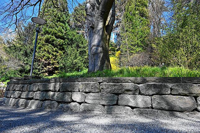 Diese Mauer schränkt das Wurzelwachstum der Buche ein, sodass sie mit Seile gestützt wird.