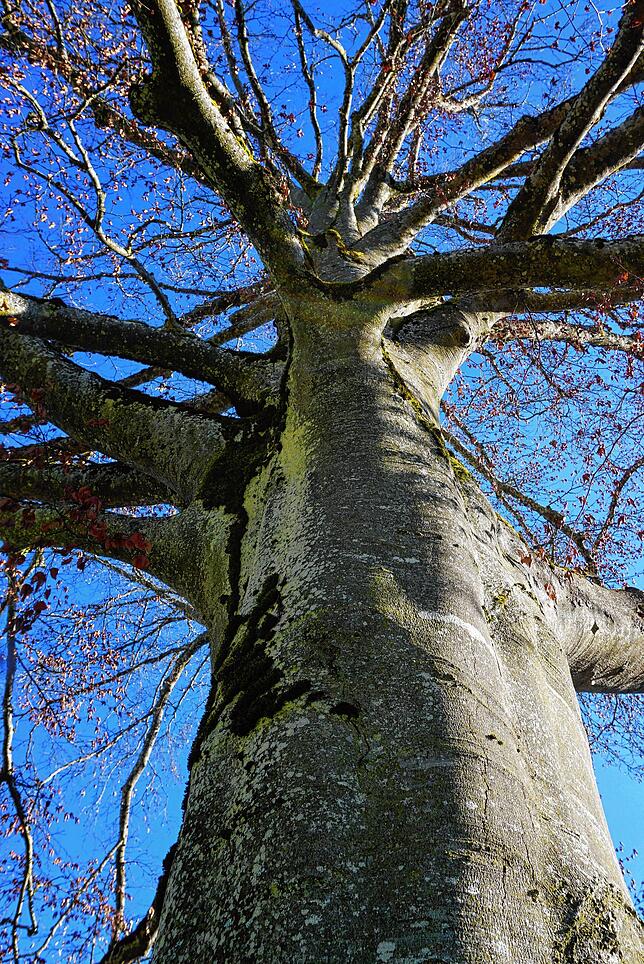 Bis in die Baumkrone so gut wie kahl ist der mächtige Baum.