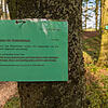 Mit auffälligen Schildern an allen nummerierten Bäumen und einer Aufräumaktion sorgte die Gemeinde Gottmadingen für Ordnung im Ruhewald.