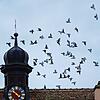 Beim Bürgerdialog in die Tengener Altstadt waren die Tauben, die sich vermehren, zu Verunreinigungen, Lärmbelästigung und Schäden an ...