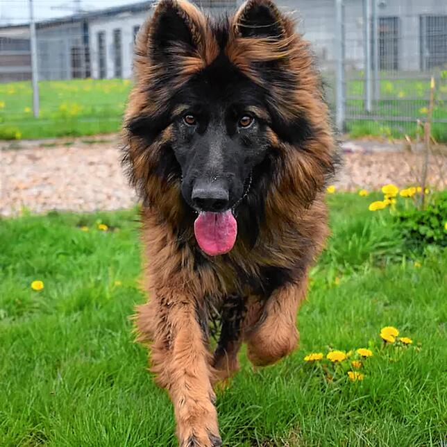Jack ist ein Deutscher Schäferhund. Er ist kastriert und wurde am 20. April 2019 geboren. Der Schäferhund-Rüde kam ins Tierheim, da er ...