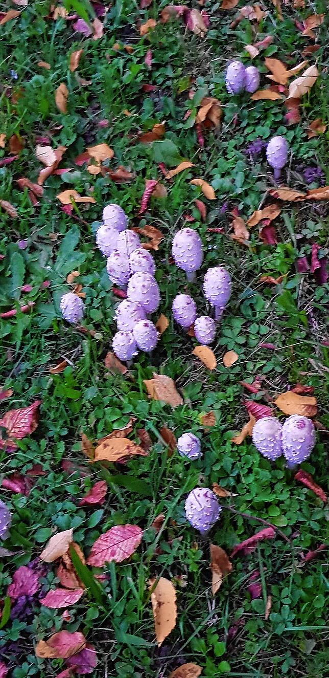 In der Nähe des Friedhofs in Tiengen ist dieses Herbstbild entstanden.