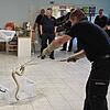 Selbst ist der Feuerwehrmann: Bei der Probe konnten sie üben, wie ein Schlange fachgerecht in einer durchsichtigen Transportbox ...