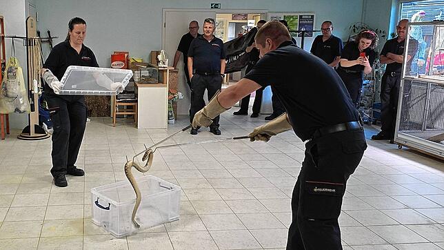Selbst ist der Feuerwehrmann: Bei der Probe konnten sie üben, wie ein Schlange fachgerecht in einer durchsichtigen Transportbox ...