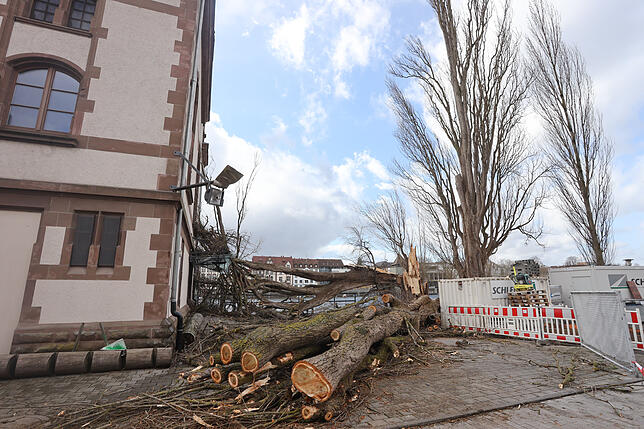 Ein umgerissener Baum am Constanzer Wirtshaus