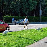 Bei der Überquerung einer Straße sind Menschen gerne behilflich, damit den Tieren nichts passiert.