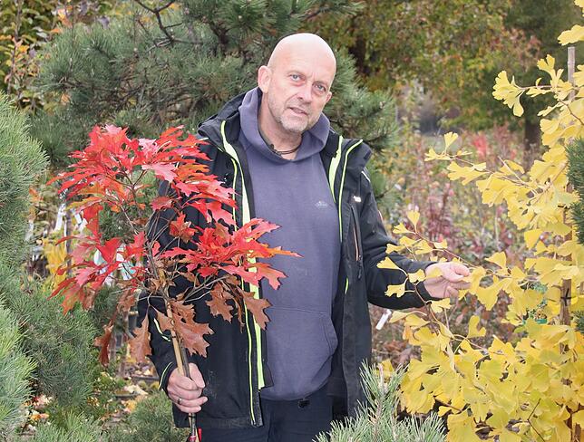 Rolf Gihr von der Baumschule Linzgau rät dazu, die bunte Pracht zu genießen, so lange es geht – wenn Frost und Regen kommen, werden die ...