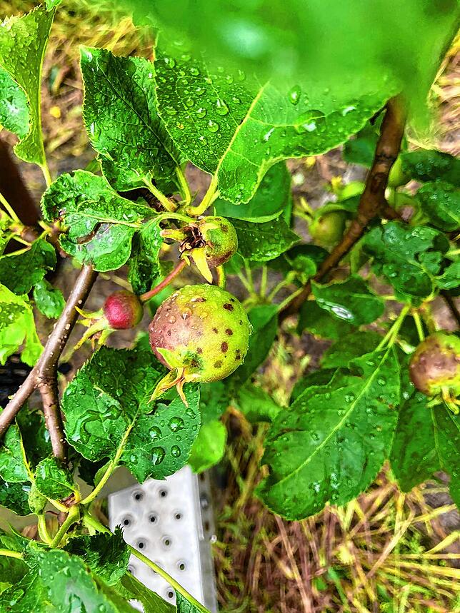 Äpfel am Rand der Plantagen wurden vom Hagel beschädigt, da das Netz sie nicht schützen konnte.