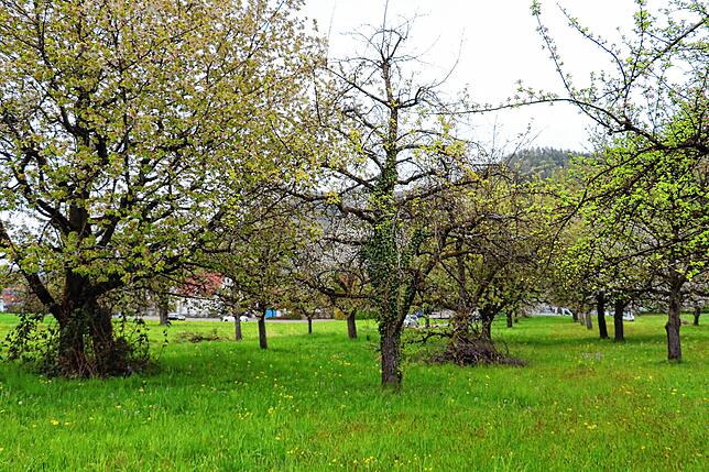 Bild 12: Streit um das Freiwiesle: So sieht die Streuobstwiese aktuell aus