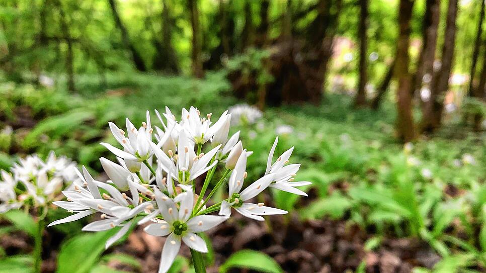 Bild : Wandern vor der Haustür (Teil 1): Durch den Bärlauchwald zum Waldshuter Lindenbuck