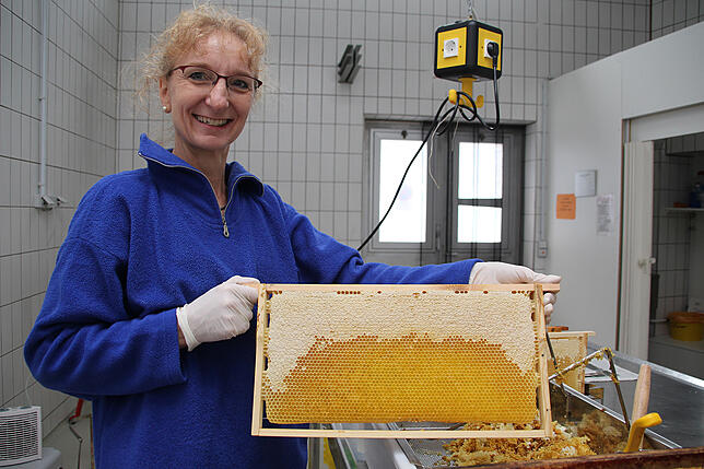 Die Wabe ist zu mehr als einem Drittel verdeckelt. Zeit also für Alexandra Gretscher, den Honig herauszuschleudern, den die Bienen für ...
