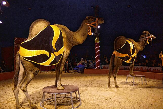 Auch Dromedare stehen in der Manege.