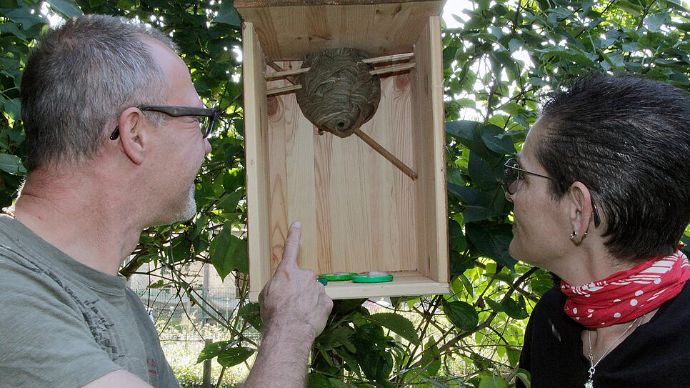 Ralf Claaßen zeigt das Nest von Mittleren Wespen, welches er vor kurzem in seinen Garten umgesiedelt hat. Auch Ellen Claaßen hat sich ...