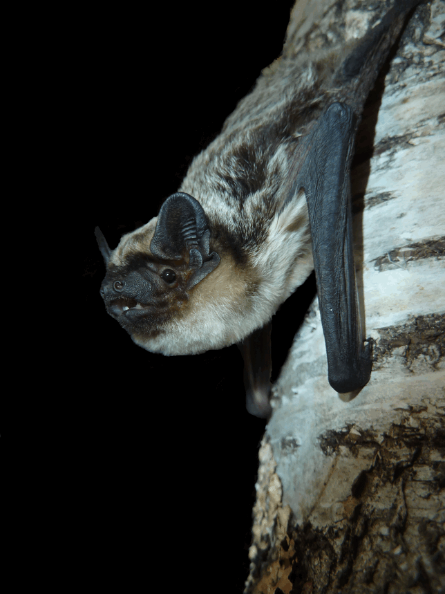 Eine Fledermaus hängt an einem Baum. Archivbild: Daniela Schmieder