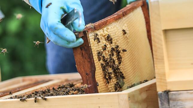 Bienen an ihrer Wabe.