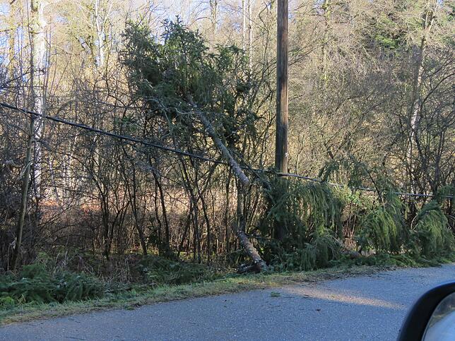 Telefon und Stromkabel hat ein umgeworfener Baum in Drei Lärchen gekappt. Energiedienst und Telekom reparieren Leitung und Hausanschluss.