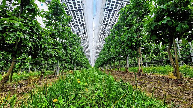 Oben Solardächer, unten Apfelbäume. So sieht eine Agri-PV-Anlage aus. Das Foto wurde auf dem Obsthof Bernhard in Kressbronn aufgenommen.