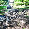 Der Tierpark braucht für alle Tiere genügend Platz. Nun kann sich der Verein über eine Erbschaft von einer halben Million Franken für ...