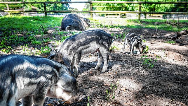 Der Tierpark braucht für alle Tiere genügend Platz. Nun kann sich der Verein über eine Erbschaft von einer halben Million Franken für ...