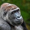 Kann wie der Mensch neben Grün und Blau auch die Farbe Rot sehen: Westlicher Flachlandgorilla.