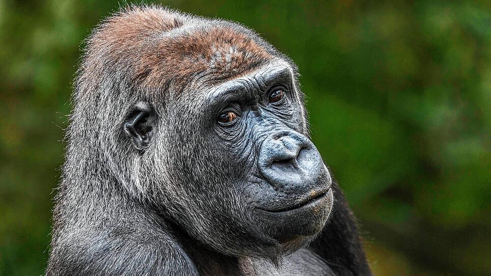 Kann wie der Mensch neben Grün und Blau auch die Farbe Rot sehen: Westlicher Flachlandgorilla.
