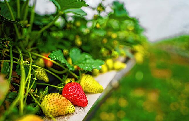 Erste reife Erdbeeren zeigen sich im Folientunnel.