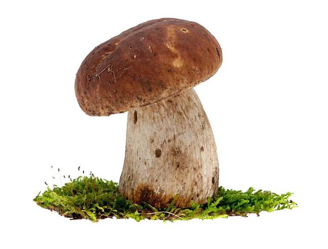 Steinpilz (Boletus edulis).