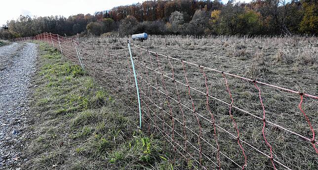 So sieht ein Weidenetz aus. Offenbar hatte ein Wildtier es in der Nacht versehentlich niedergerissen. „Den Tieren kann dadurch ...