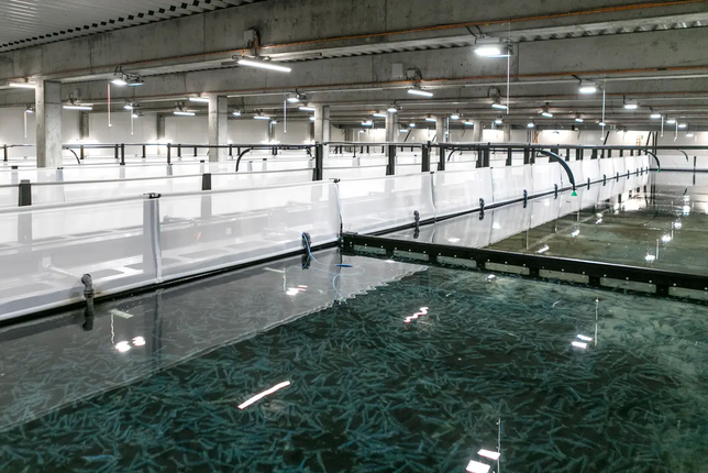 In diesen Wasserbecken leben rund eine Million erwachsene Crevetten.