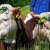 Mit Blumenkranz geschmückt, starten die beiden Hinterwälder-Bullen, darunter Tassilo vom Schwarzwaldverein, ihren Sommerurlaub in Blasiwald.