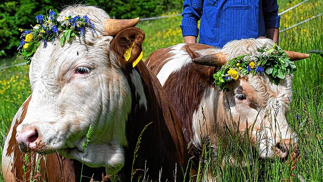 Mit Blumenkranz geschmückt, starten die beiden Hinterwälder-Bullen, darunter Tassilo vom Schwarzwaldverein, ihren Sommerurlaub in Blasiwald.