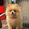 Pomeranian-Welpe Gioia wurde an Silvester von einem Familienmitglied verschenkt, während die Besitzerin im Urlaub war.