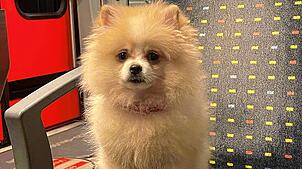 Pomeranian-Welpe Gioia wurde an Silvester von einem Familienmitglied verschenkt, während die Besitzerin im Urlaub war.