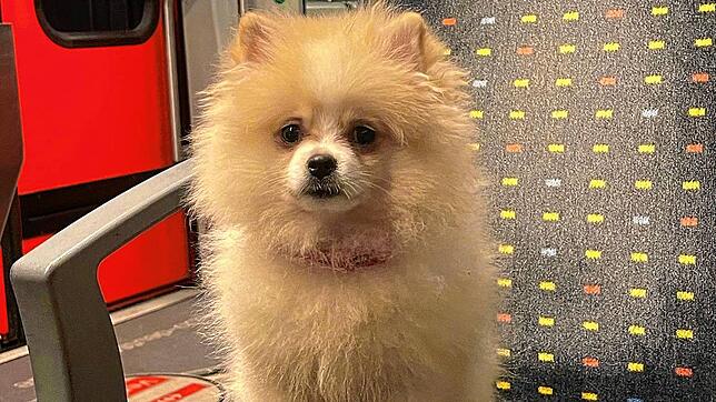 Pomeranian-Welpe Gioia wurde an Silvester von einem Familienmitglied verschenkt, während die Besitzerin im Urlaub war.