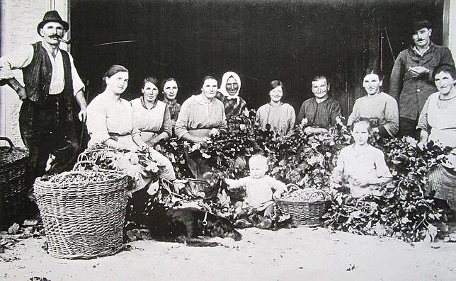 Frauen mit zwei Männern bei der Hopfelese in Leimbach bei Markdorf. Das Foto entstand zwischen 1915 und 1920. Neben dem Korb ein Kleinkind.