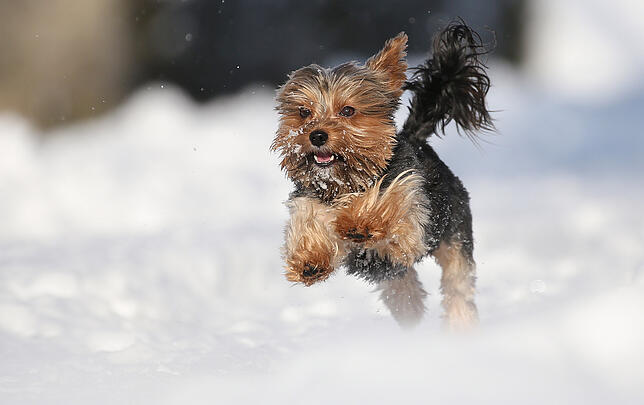 Yorkshire Terrier