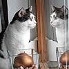 In den vergangenen Jahren wurden immer wieder Katzen gefunden, die mit Rattengift in Kontakt gekommen waren (Symbolfoto/SK-Archiv).
